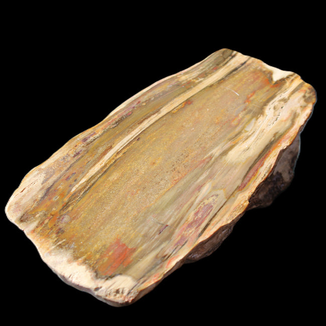 Petrified Wood half log from Madagascar 133*74*50mm 618g in sunlight - Rocks and Things Store