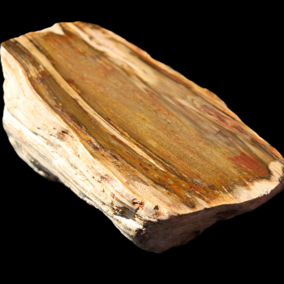 Petrified Wood half log from Madagascar 133*74*50mm 618g in sunlight - Rocks and Things Store