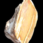 Petrified Wood half log from Madagascar 133*74*50mm 618g in sunlight - Rocks and Things Store