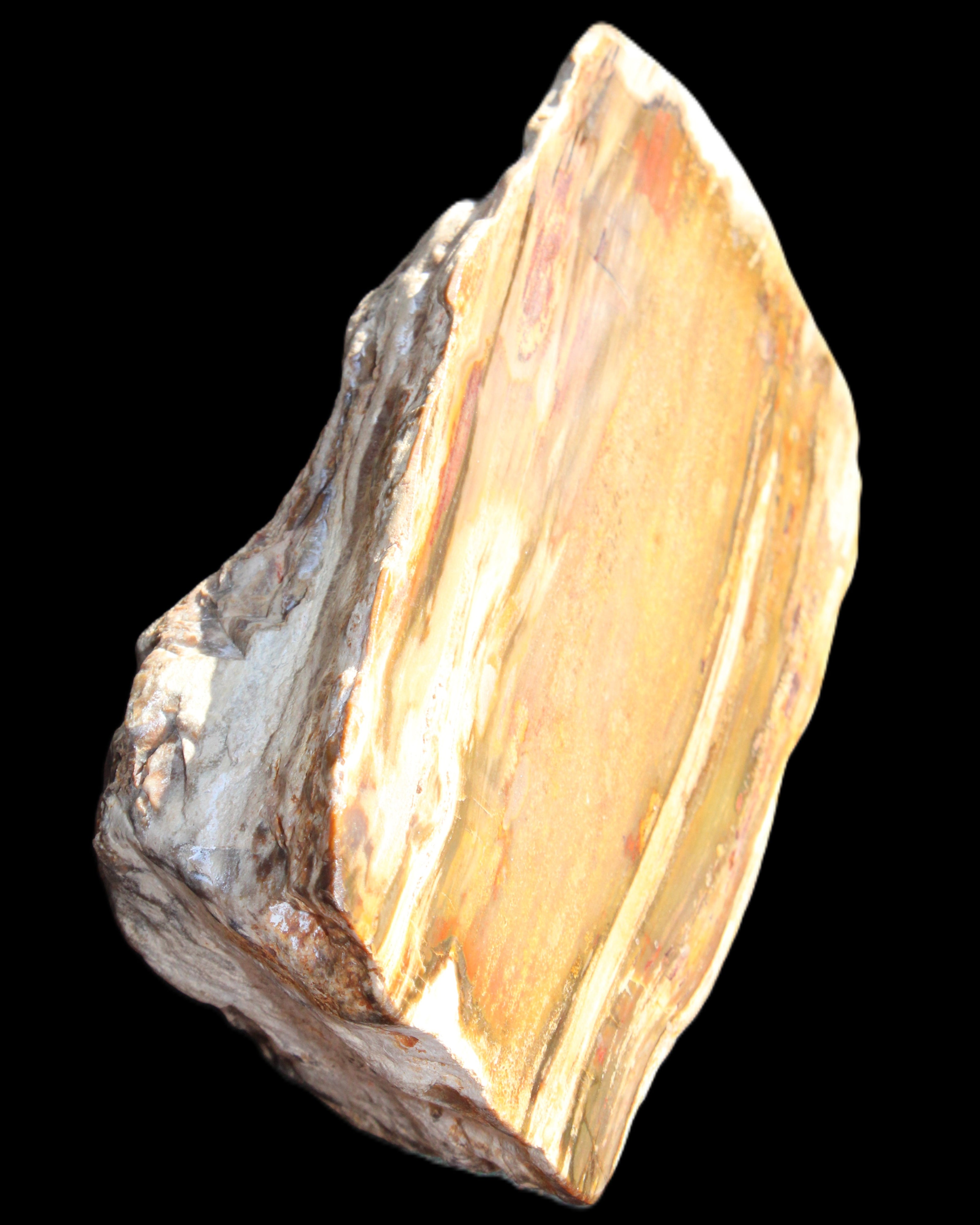 Petrified Wood half log from Madagascar 133*74*50mm 618g in sunlight - Rocks and Things Store