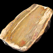 Petrified Wood half log from Madagascar 133*74*50mm 618g in sunlight - Rocks and Things Store
