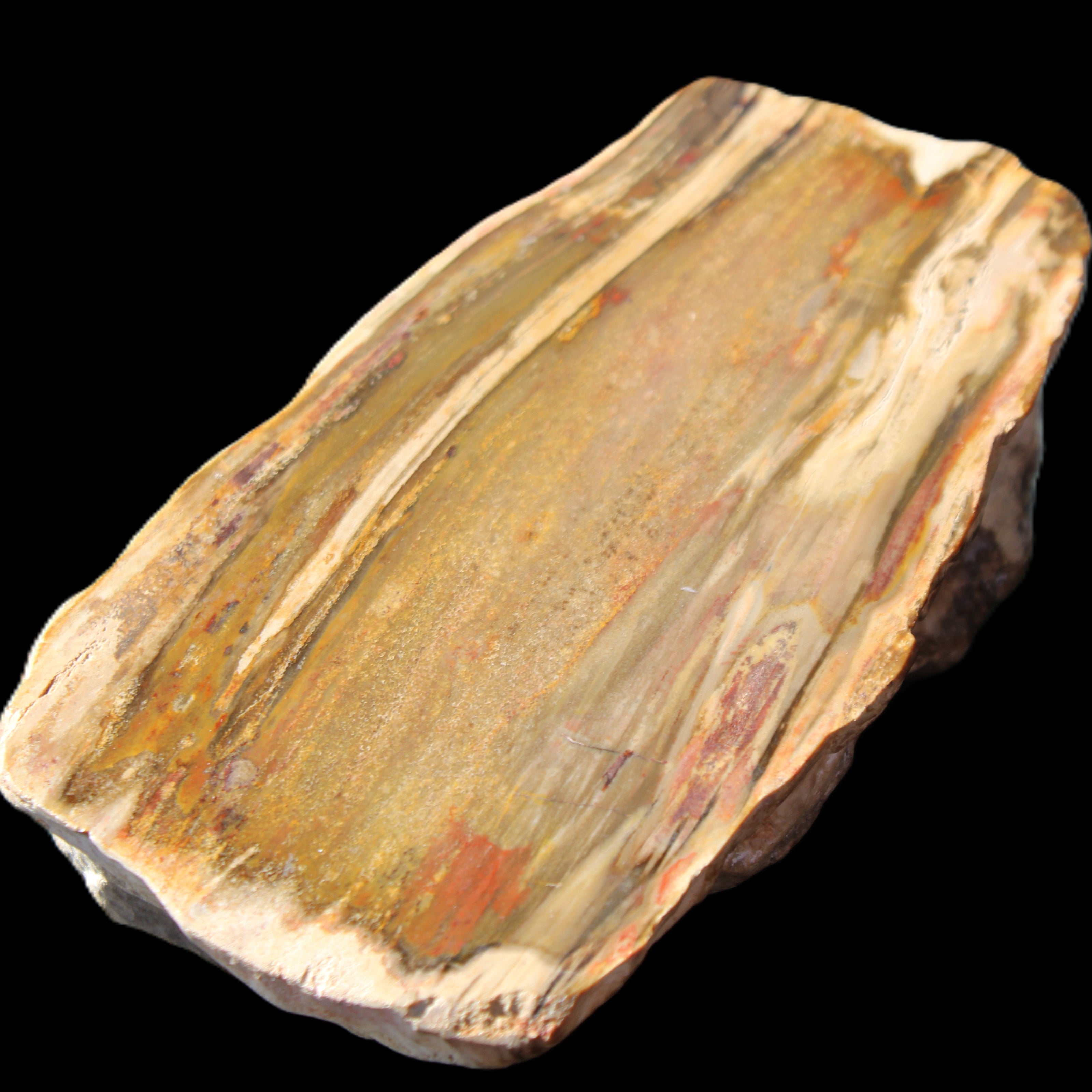 Petrified Wood half log from Madagascar 133*74*50mm 618g in sunlight - Rocks and Things Store