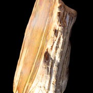 Petrified Wood half log from Madagascar 133*74*50mm 618g in sunlight - Rocks and Things Store