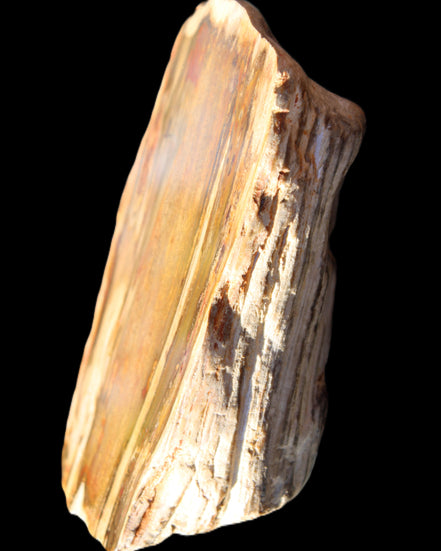 Petrified Wood half log from Madagascar 133*74*50mm 618g in sunlight - Rocks and Things Store