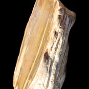 Petrified Wood half log from Madagascar 133*74*50mm 618g in sunlight - Rocks and Things Store