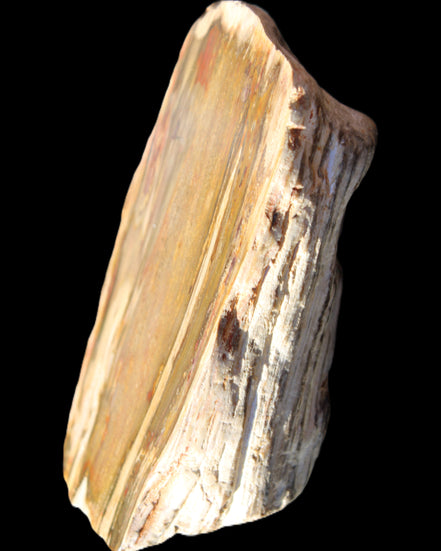 Petrified Wood half log from Madagascar 133*74*50mm 618g in sunlight - Rocks and Things Store