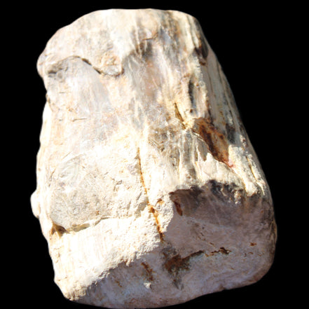 Petrified Wood half log from Madagascar 133*74*50mm 618g in sunlight - Rocks and Things Store