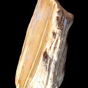 Petrified Wood half log from Madagascar 133*74*50mm 618g in sunlight - Rocks and Things Store