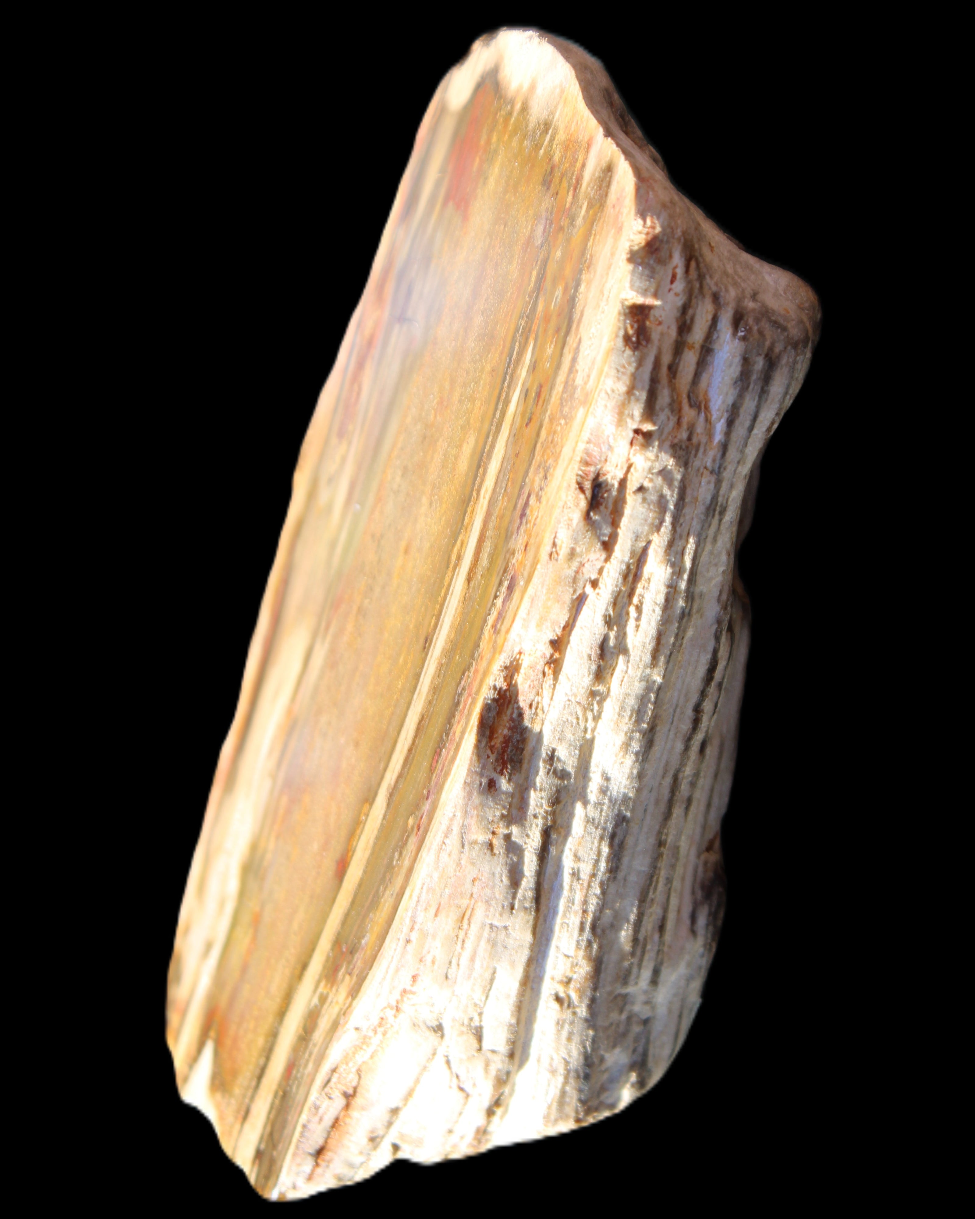 Petrified Wood half log from Madagascar 133*74*50mm 618g in sunlight - Rocks and Things Store