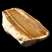 Petrified Wood half log from Madagascar 133*74*50mm 618g in sunlight - Rocks and Things Store