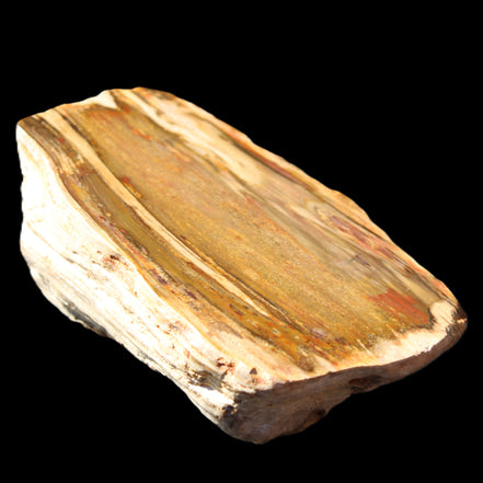 Petrified Wood half log from Madagascar 133*74*50mm 618g in sunlight - Rocks and Things Store