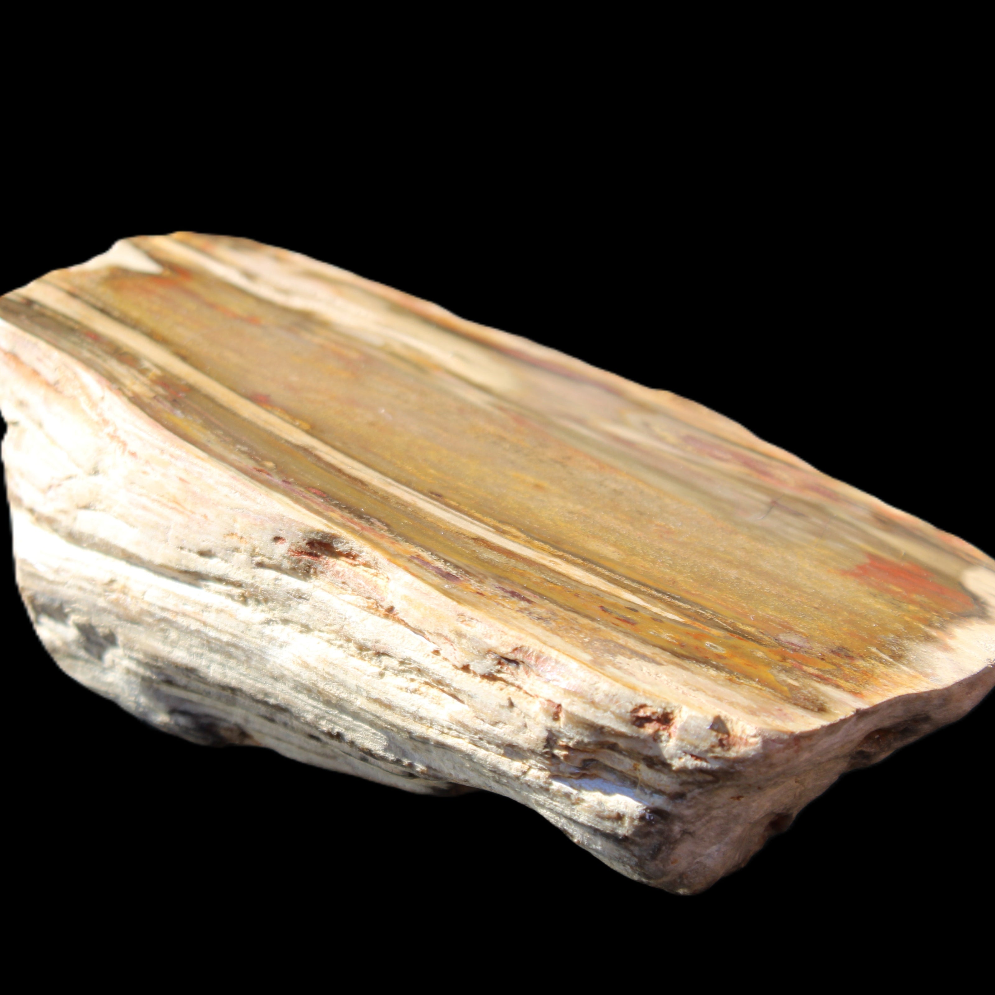 Petrified Wood half log from Madagascar 133*74*50mm 618g in sunlight - Rocks and Things Store