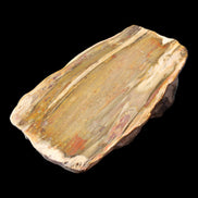 Petrified Wood half log from Madagascar 133*74*50mm 618g in sunlight - Rocks and Things Store