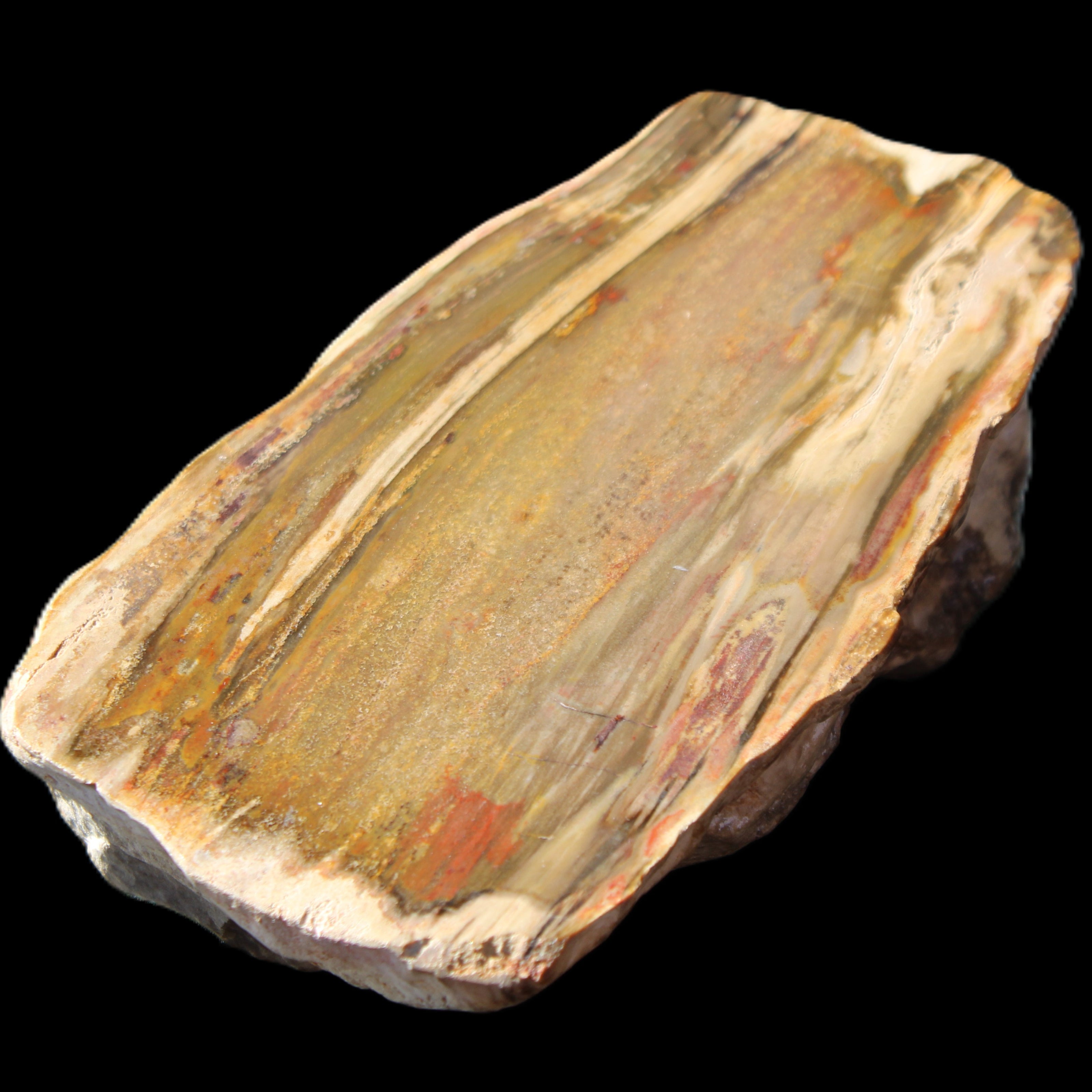 Petrified Wood half log from Madagascar 133*74*50mm 618g in sunlight - Rocks and Things Store
