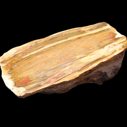 Petrified Wood half log from Madagascar 133*74*50mm 618g in sunlight - Rocks and Things Store