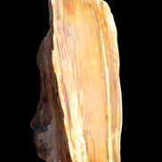 Petrified Wood half log from Madagascar 133*74*50mm 618g in sunlight - Rocks and Things Store