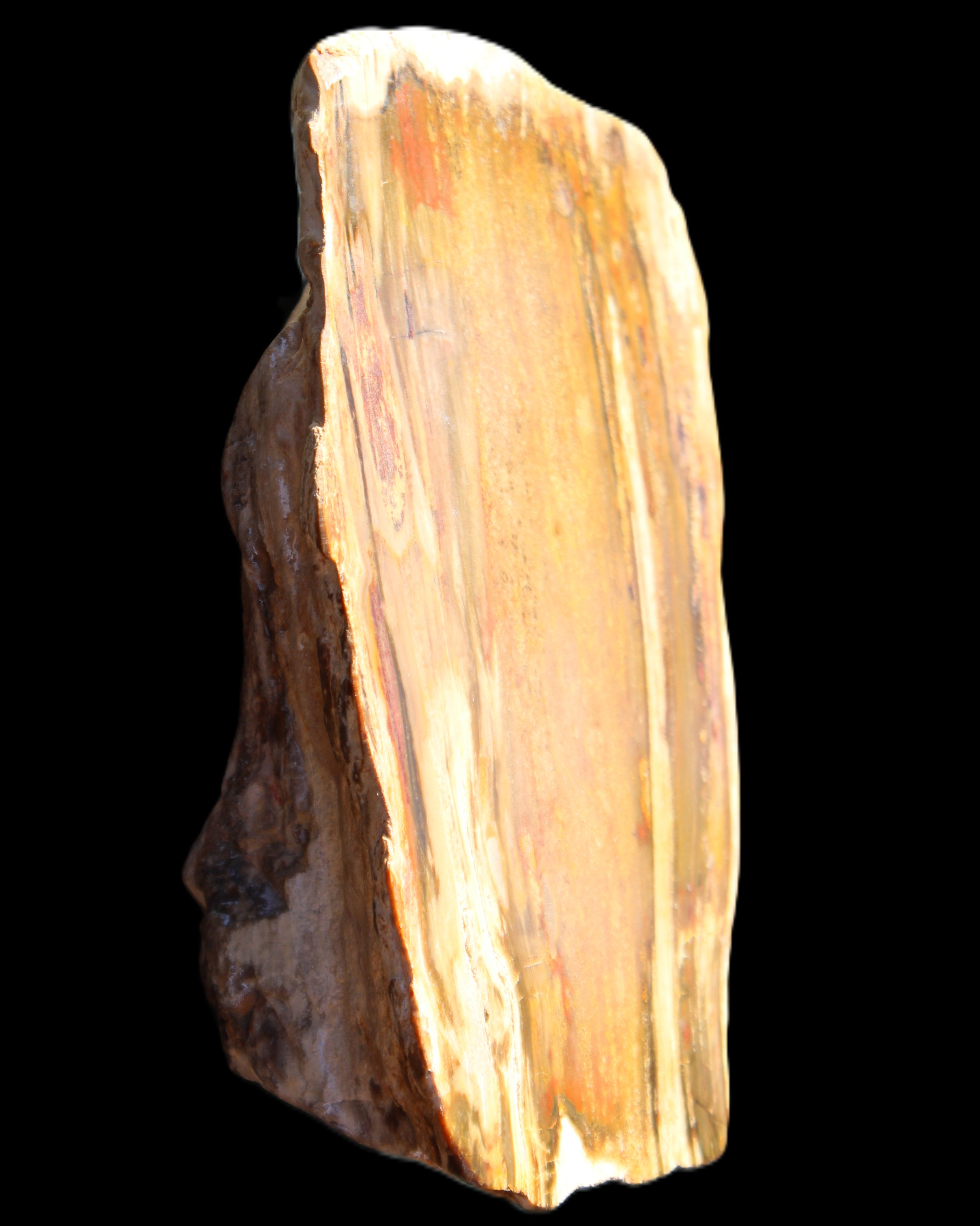 Petrified Wood half log from Madagascar 133*74*50mm 618g in sunlight - Rocks and Things Store
