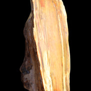 Petrified Wood half log from Madagascar 133*74*50mm 618g in sunlight - Rocks and Things Store