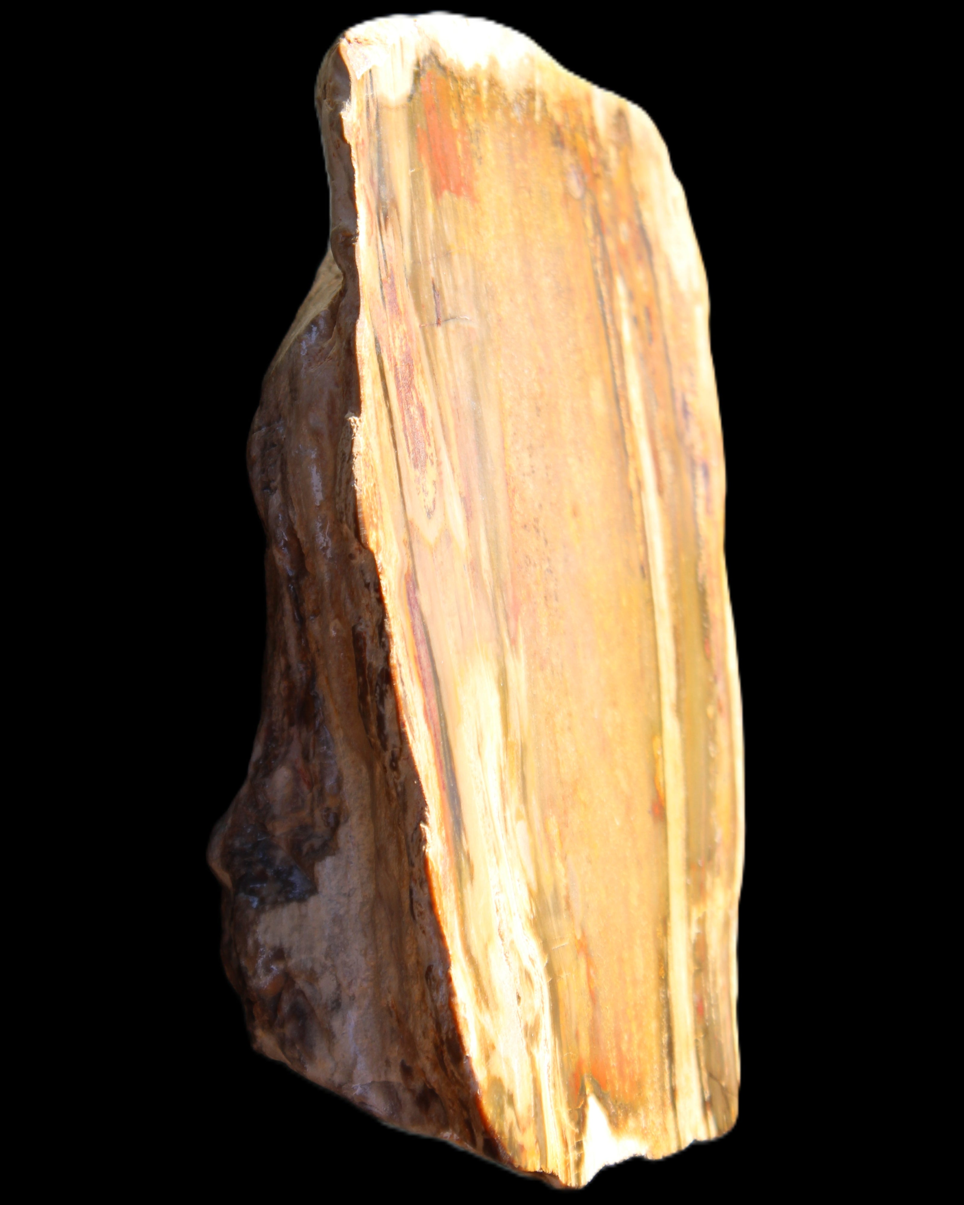 Petrified Wood half log from Madagascar 133*74*50mm 618g in sunlight - Rocks and Things Store