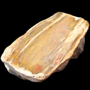 Petrified Wood half log from Madagascar 133*74*50mm 618g in sunlight - Rocks and Things Store