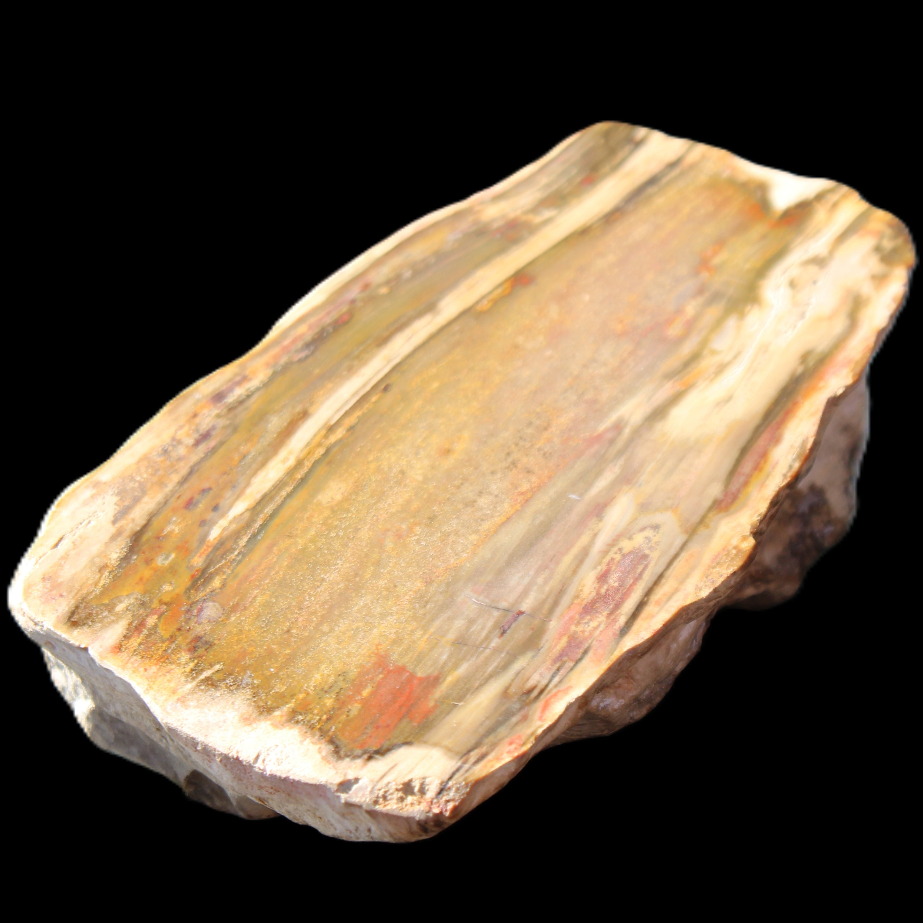 Petrified Wood half log from Madagascar 133*74*50mm 618g in sunlight - Rocks and Things Store