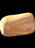 Petrified Wood 42*22*21mm 32g in sunlight - Rocks and Things Store