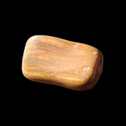 Petrified Wood 42*22*21mm 32g in sunlight - Rocks and Things Store