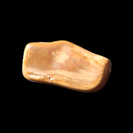 Petrified Wood 42*22*21mm 32g in sunlight - Rocks and Things Store