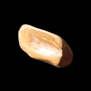 Petrified Wood 42*22*21mm 32g in sunlight - Rocks and Things Store