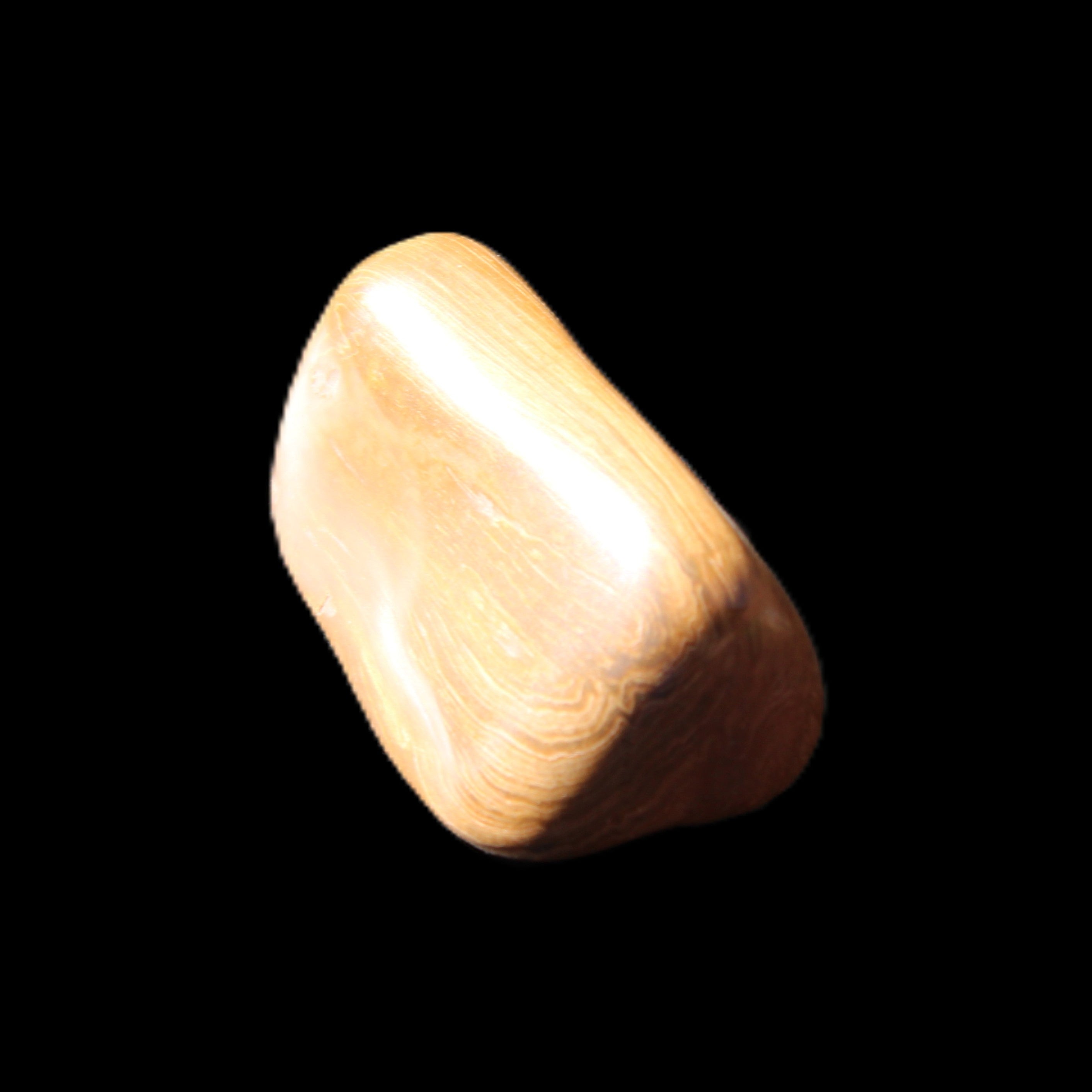 Petrified Wood 42*22*21mm 32g in sunlight - Rocks and Things Store