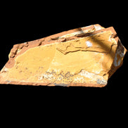 Cavenderichthys talbragarensis fossil fish NSW Garrawilla Range 140mm 215g in sunlight - Rocks and Things Store