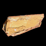 Cavenderichthys talbragarensis fossil fish NSW Garrawilla Range 140mm 215g in sunlight - Rocks and Things Store