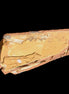 Cavenderichthys talbragarensis fossil fish NSW Garrawilla Range 140mm 215g in sunlight - Rocks and Things Store