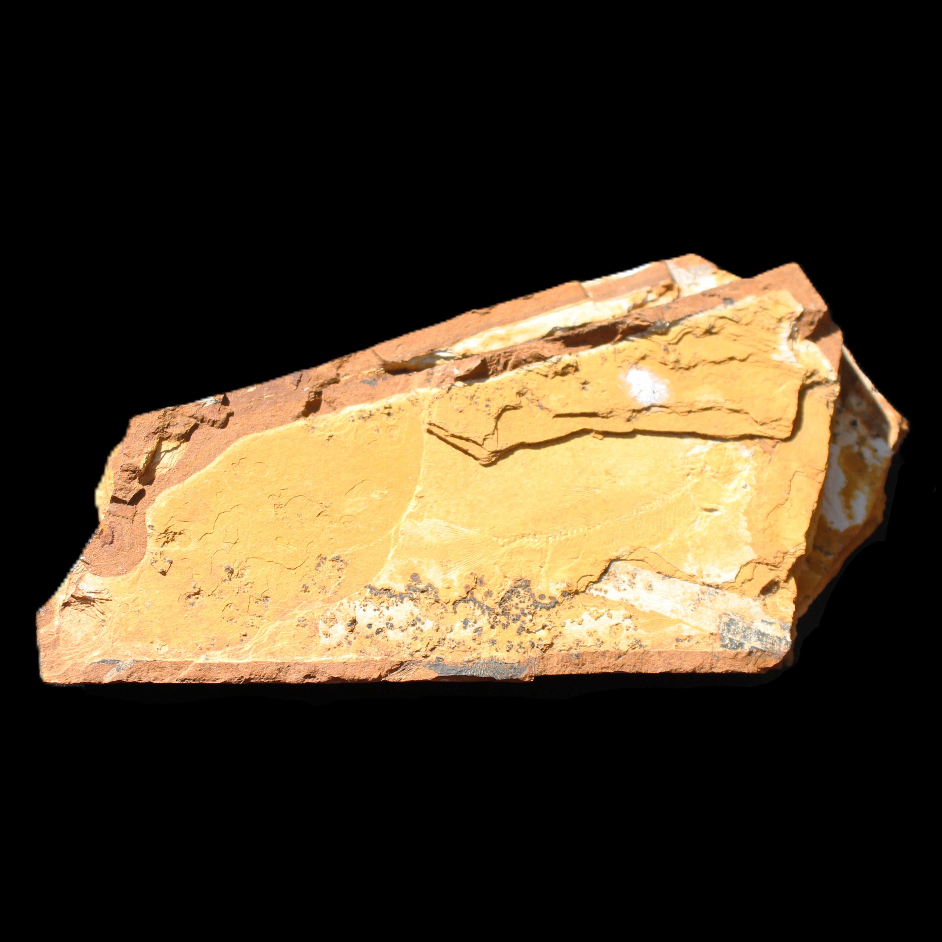 Cavenderichthys talbragarensis fossil fish NSW Garrawilla Range 140mm 215g in sunlight - Rocks and Things Store