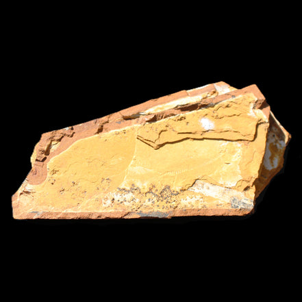 Cavenderichthys talbragarensis fossil fish NSW Garrawilla Range 140mm 215g in sunlight - Rocks and Things Store