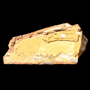 Cavenderichthys talbragarensis fossil fish NSW Garrawilla Range 140mm 215g in sunlight - Rocks and Things Store