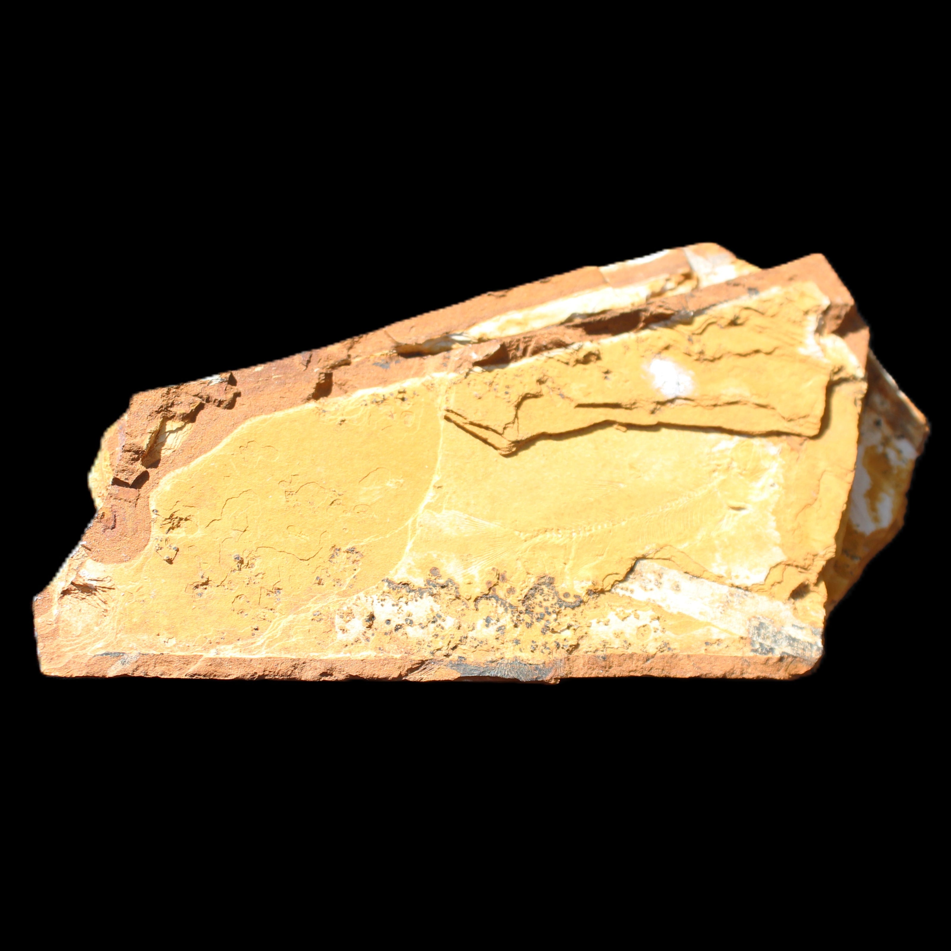 Cavenderichthys talbragarensis fossil fish NSW Garrawilla Range 140mm 215g in sunlight - Rocks and Things Store