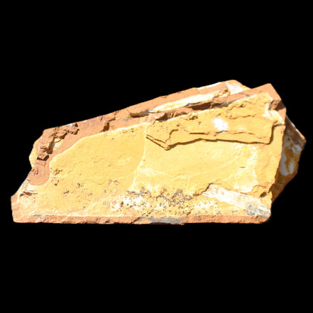 Cavenderichthys talbragarensis fossil fish NSW Garrawilla Range 140mm 215g in sunlight - Rocks and Things Store