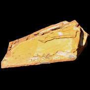 Cavenderichthys talbragarensis fossil fish NSW Garrawilla Range 140mm 215g in sunlight - Rocks and Things Store