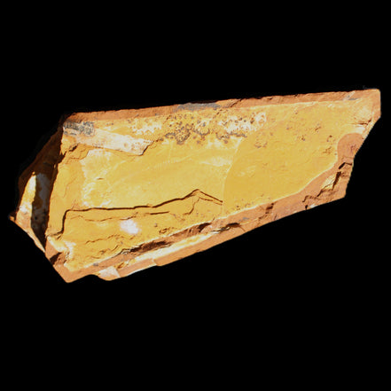 Cavenderichthys talbragarensis fossil fish NSW Garrawilla Range 140mm 215g in sunlight - Rocks and Things Store