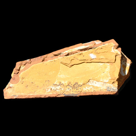 Cavenderichthys talbragarensis fossil fish NSW Garrawilla Range 140mm 215g in sunlight - Rocks and Things Store