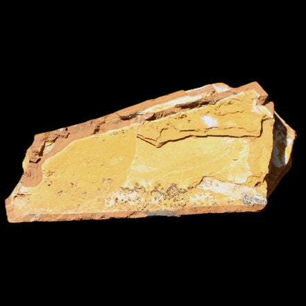 Cavenderichthys talbragarensis fossil fish NSW Garrawilla Range 140mm 215g in sunlight - Rocks and Things Store