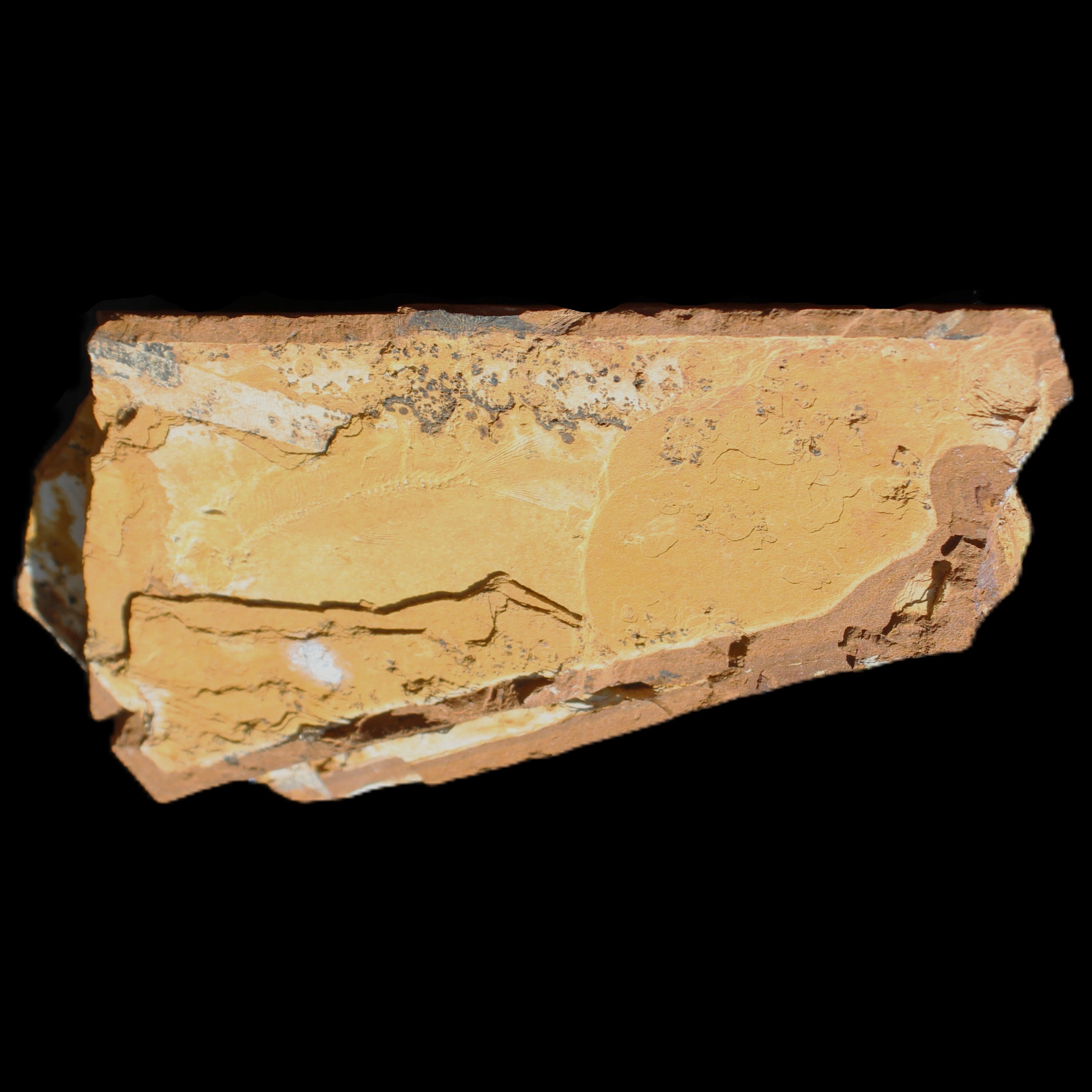 Cavenderichthys talbragarensis fossil fish NSW Garrawilla Range 140mm 215g in sunlight - Rocks and Things Store