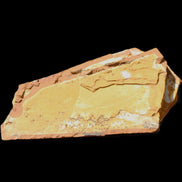 Cavenderichthys talbragarensis fossil fish NSW Garrawilla Range 140mm 215g in sunlight - Rocks and Things Store