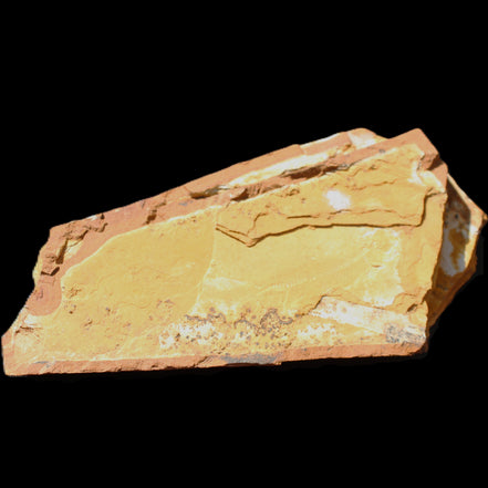 Cavenderichthys talbragarensis fossil fish NSW Garrawilla Range 140mm 215g in sunlight - Rocks and Things Store