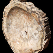 Huge Petrified Wood basin 308*231*60mm 5380g in sunlight - Rocks and Things Store