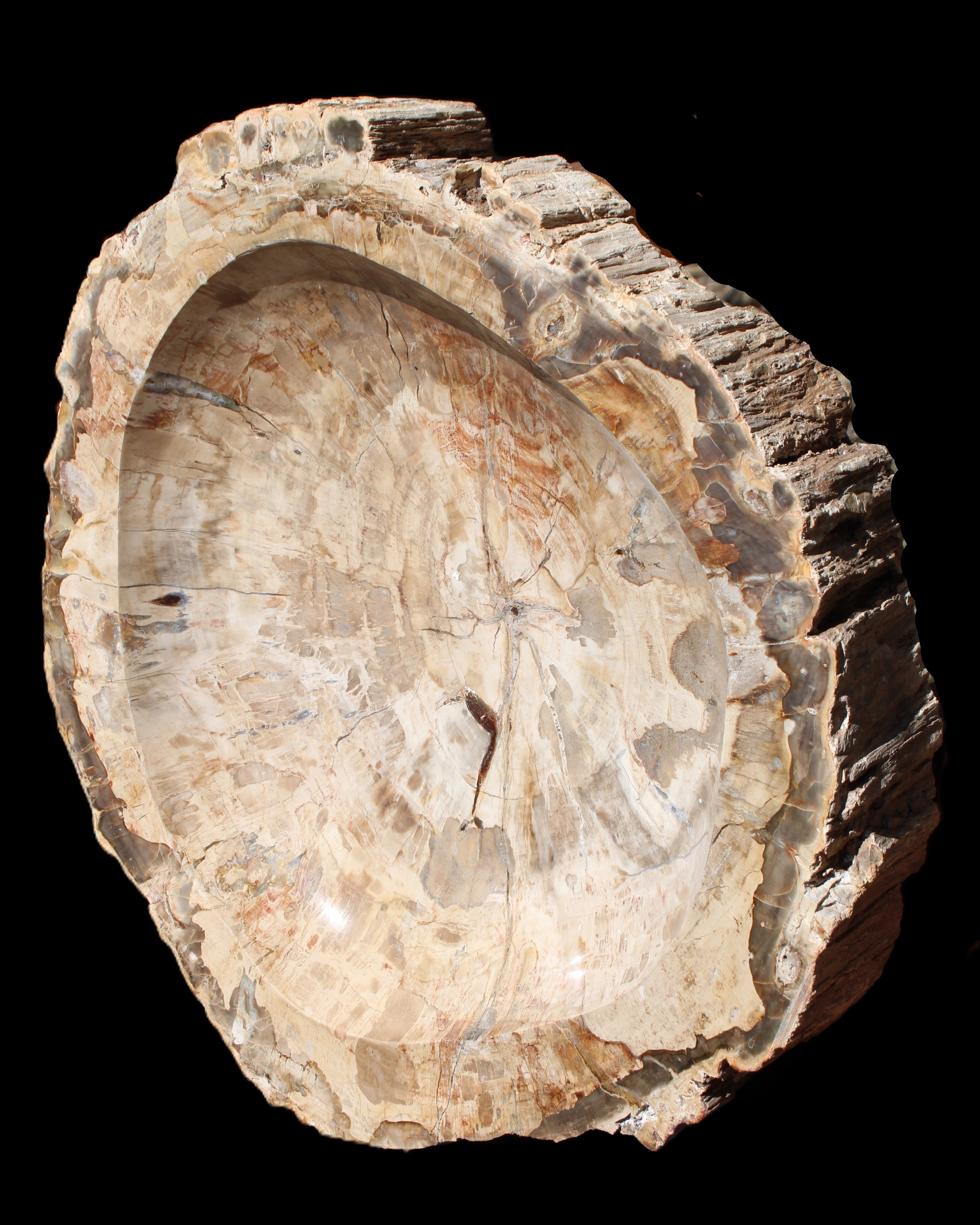 Huge Petrified Wood basin 308*231*60mm 5380g in sunlight - Rocks and Things Store