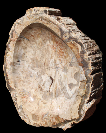 Huge Petrified Wood basin 308*231*60mm 5380g in sunlight - Rocks and Things Store