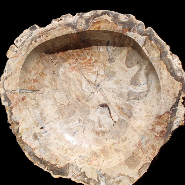 Huge Petrified Wood basin 308*231*60mm 5380g in sunlight - Rocks and Things Store