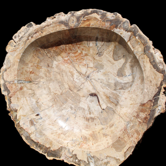 Huge Petrified Wood basin 308*231*60mm 5380g in sunlight - Rocks and Things Store